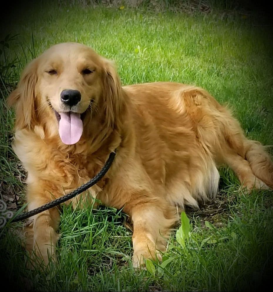 Bouncy baby boys Ready to begin their 1st big adventure 7-24! breeder image 3