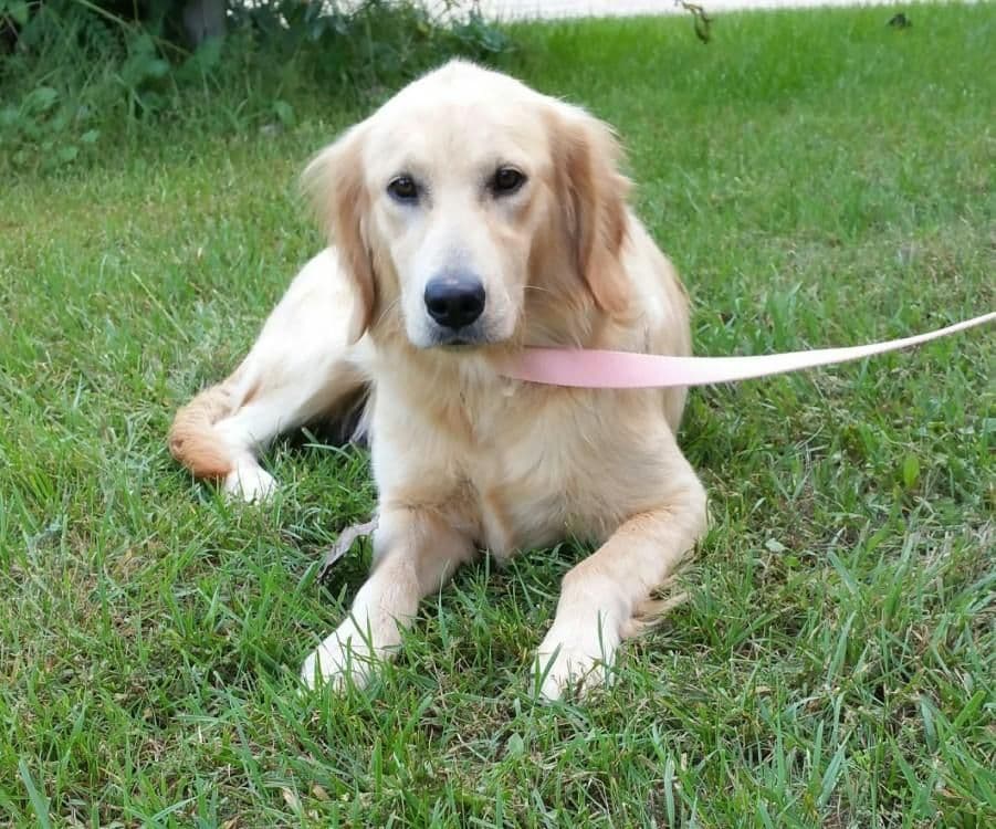 Bouncy baby boys Ready to begin their 1st big adventure 7-24! breeder image 4