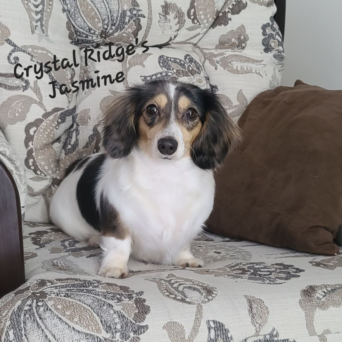 Bouncy baby boys Ready to begin their 1st big adventure 7-24! breeder image 6