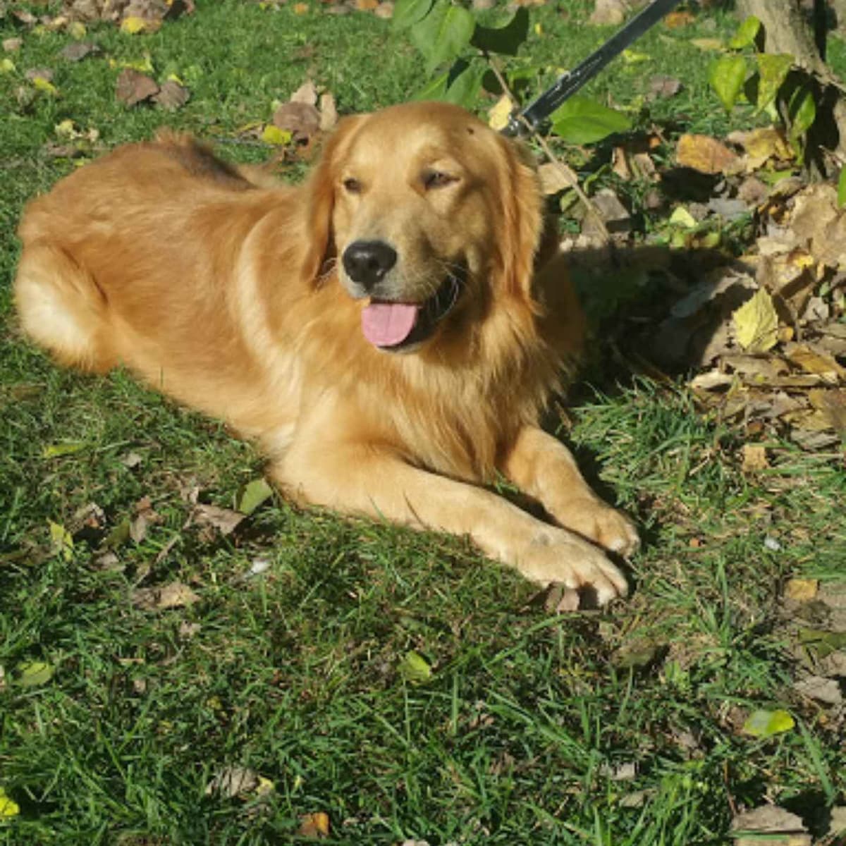 Bouncy baby boys Ready to begin their 1st big adventure 7-24! breeder image 7