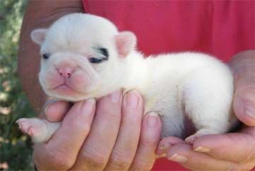 Cocker Spaniel Puppies breeder image 2