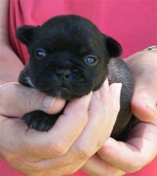 Cocker Spaniel Puppies breeder image 4