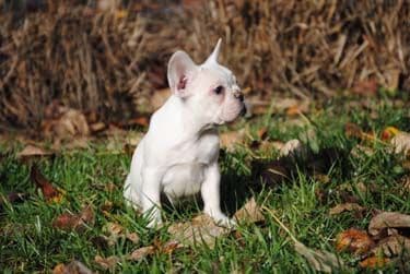 Cocker Spaniel Puppies breeder image 5