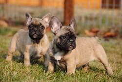 Cocker Spaniel Puppies breeder image 14