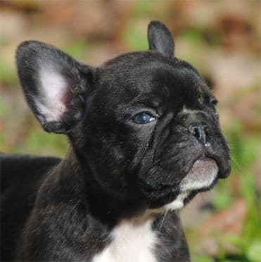 Cocker Spaniel Puppies breeder image 19