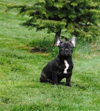 Cocker Spaniel Puppies breeder image 25