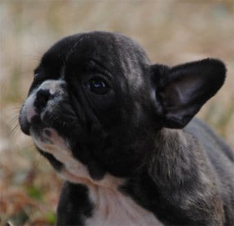 Cocker Spaniel Puppies breeder image 36