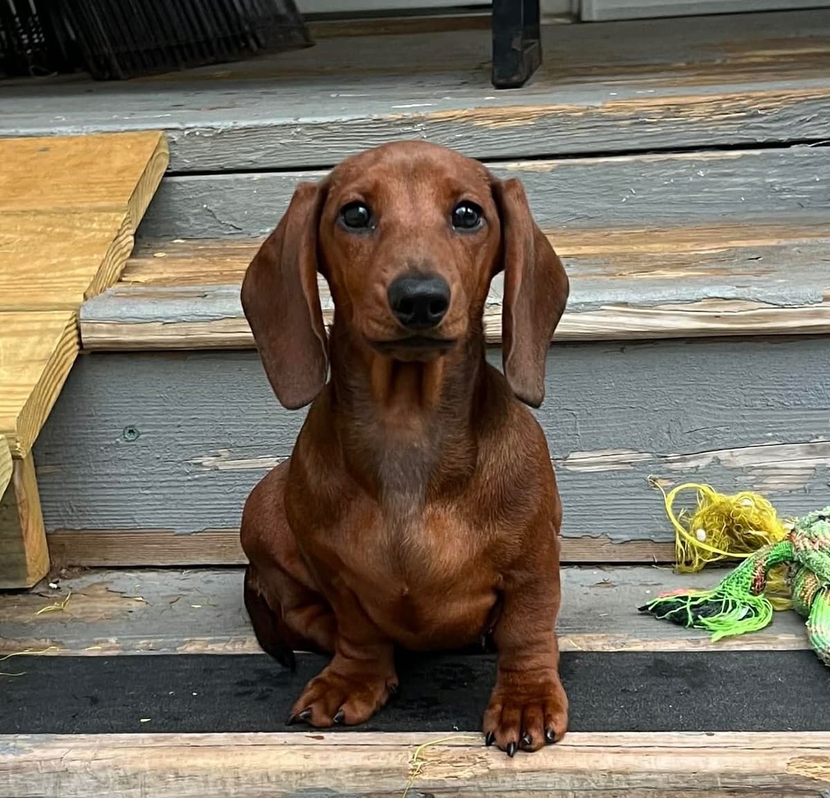 Dachshund Puppies breeder image 1