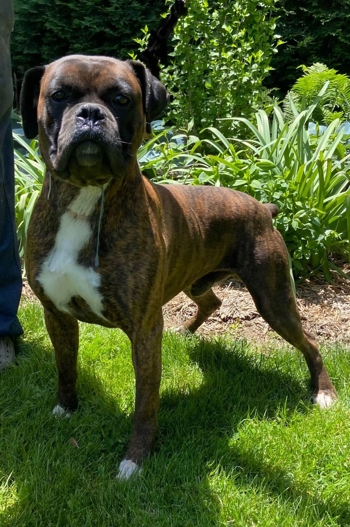 Boxer Puppies breeder image 3