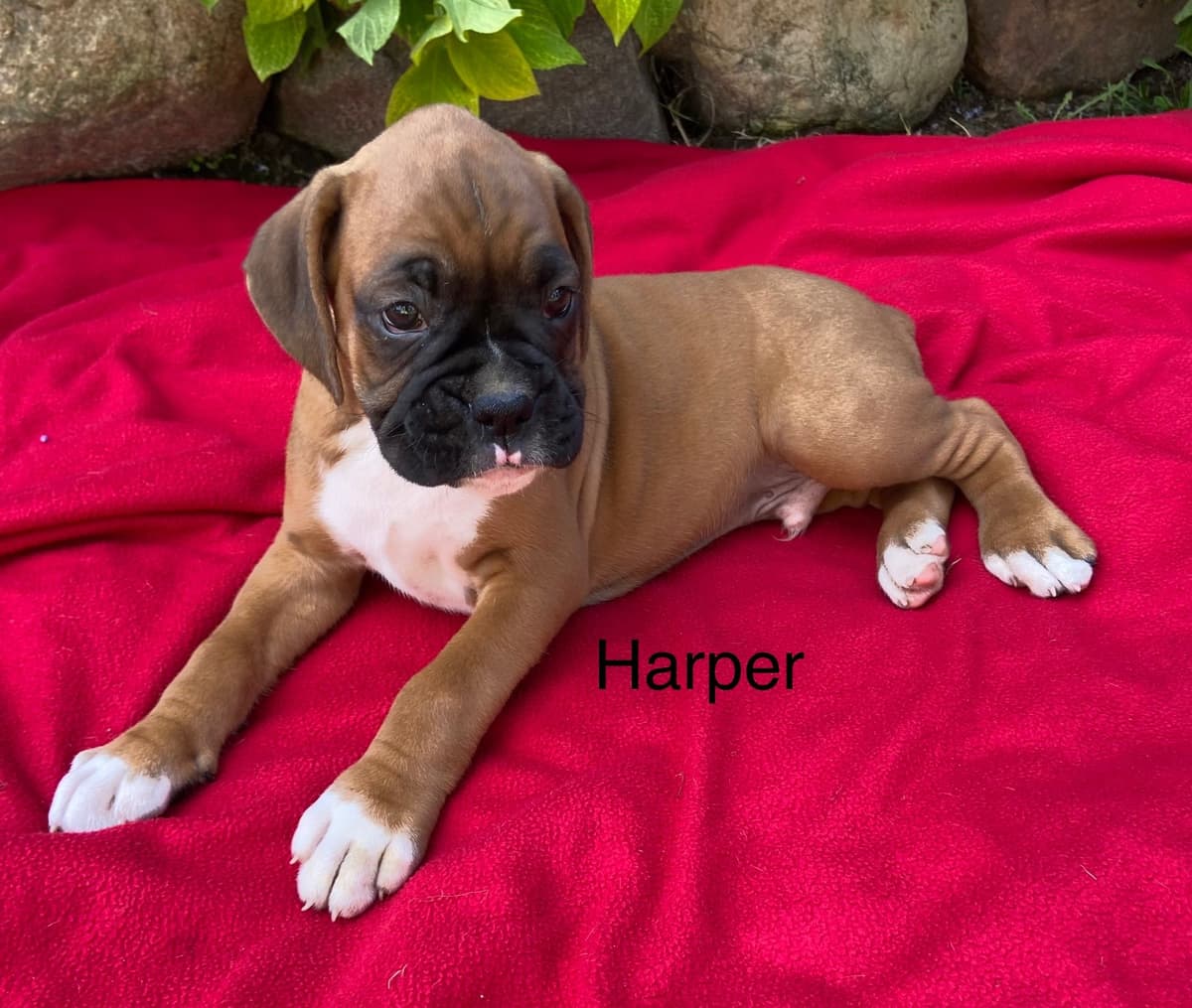 Boxer Puppies breeder image 4