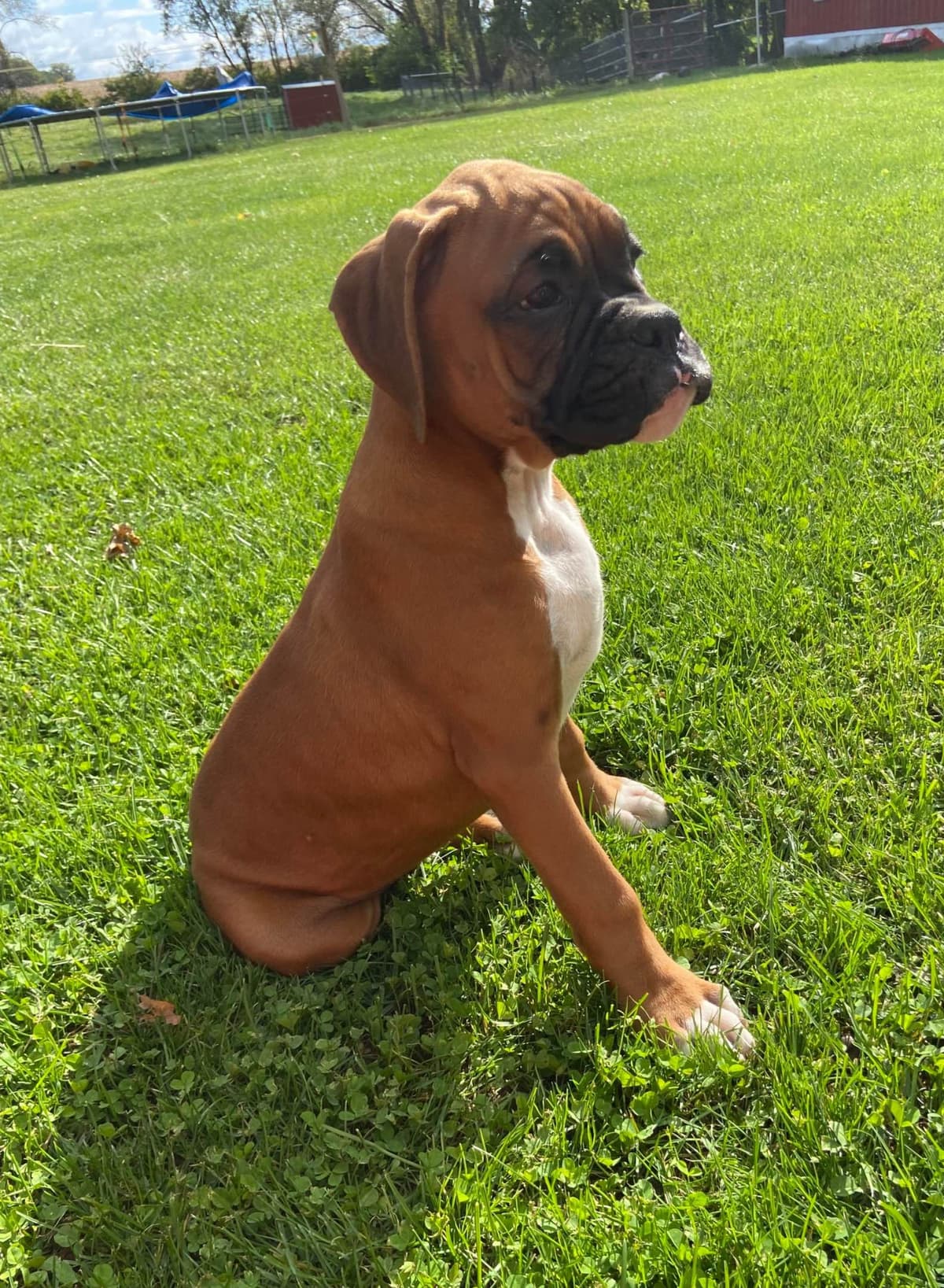 Boxer Puppies breeder image 5
