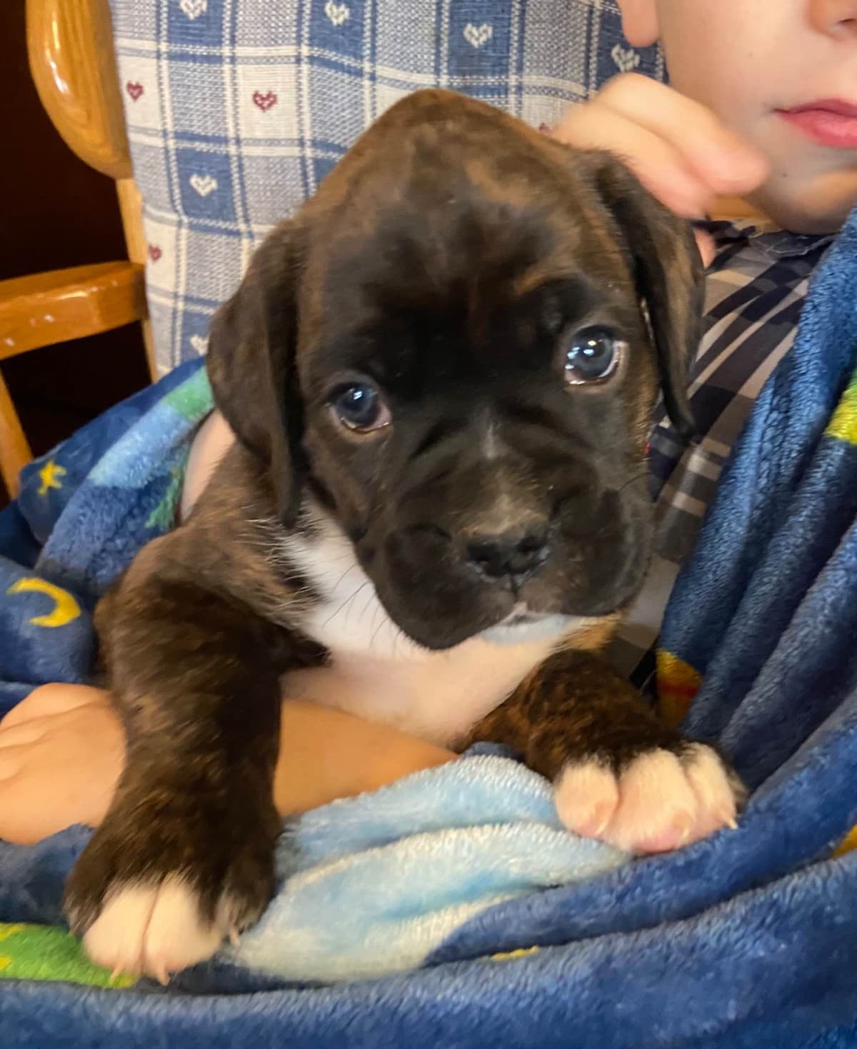 Boxer Puppies breeder image 2