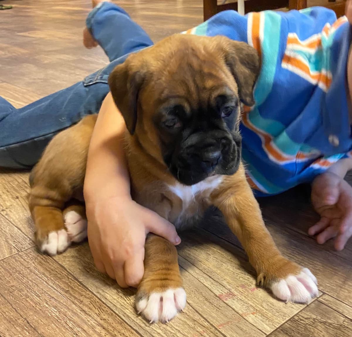 Boxer Puppies breeder image 6