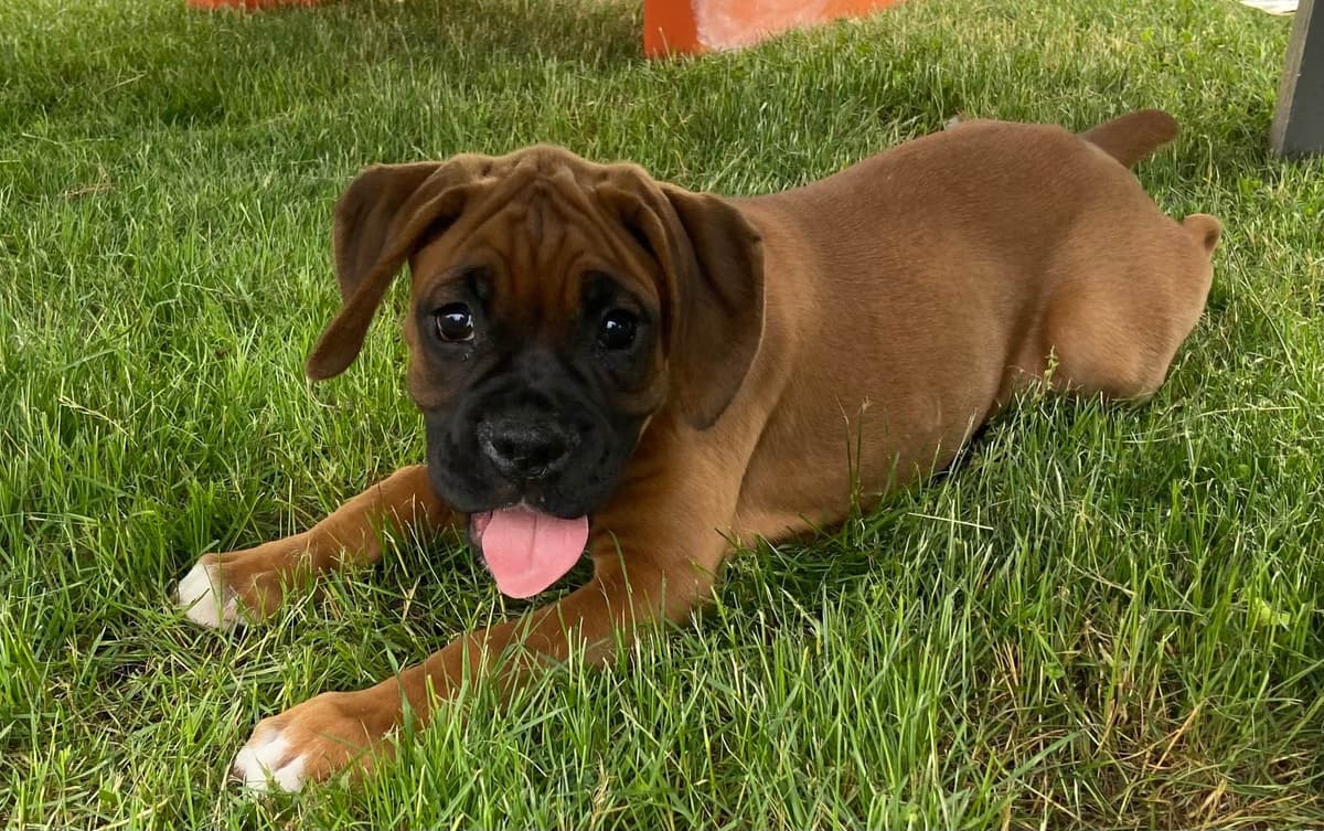 Boxer Puppies breeder image 1