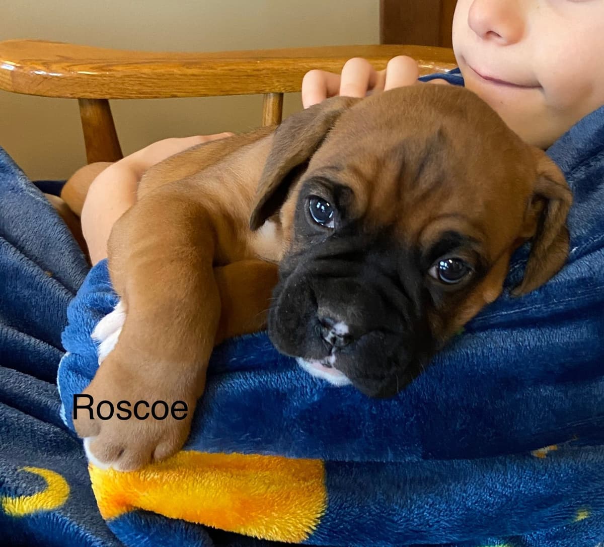 Boxer Puppies breeder image 7