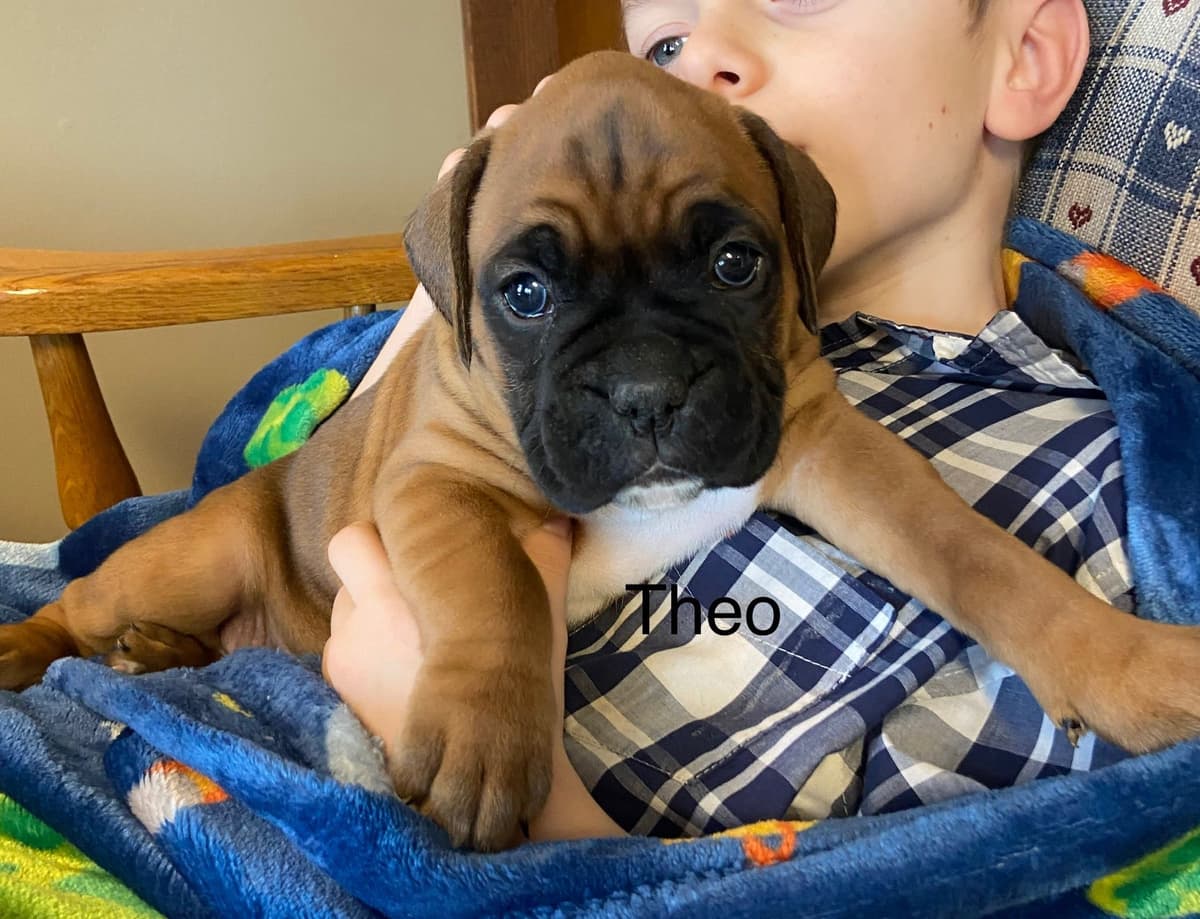 Boxer Puppies breeder image 8