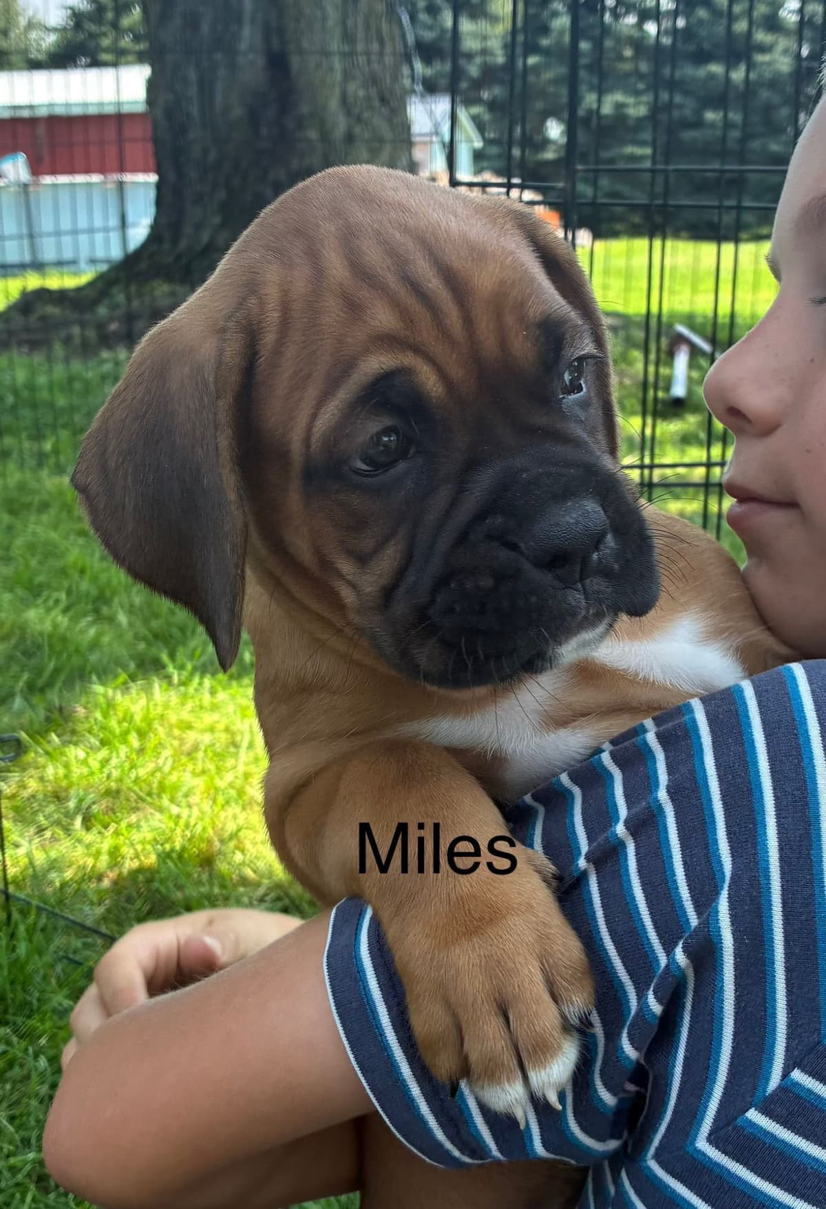 Boxer Puppies breeder image 10