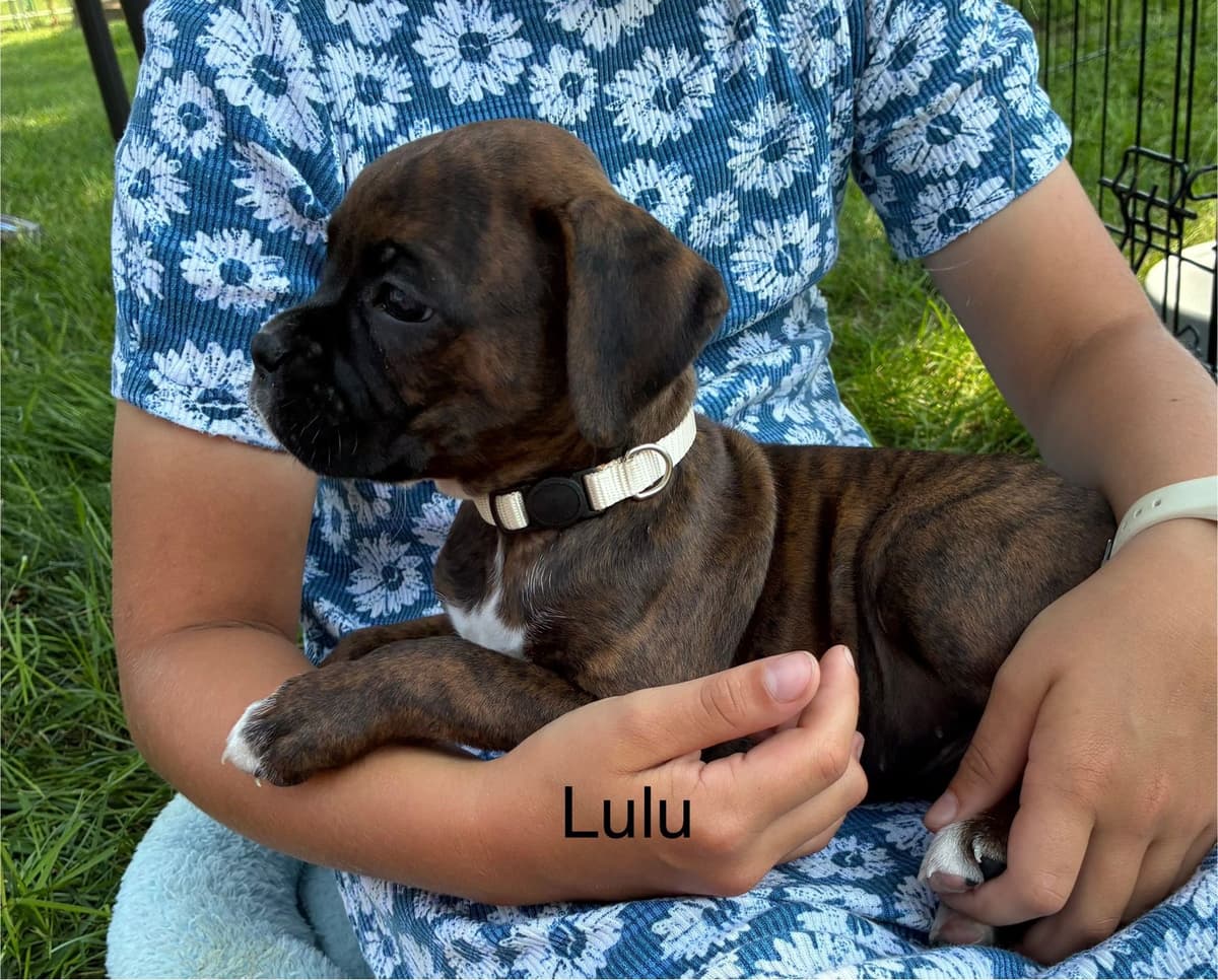 Boxer Puppies breeder image 11