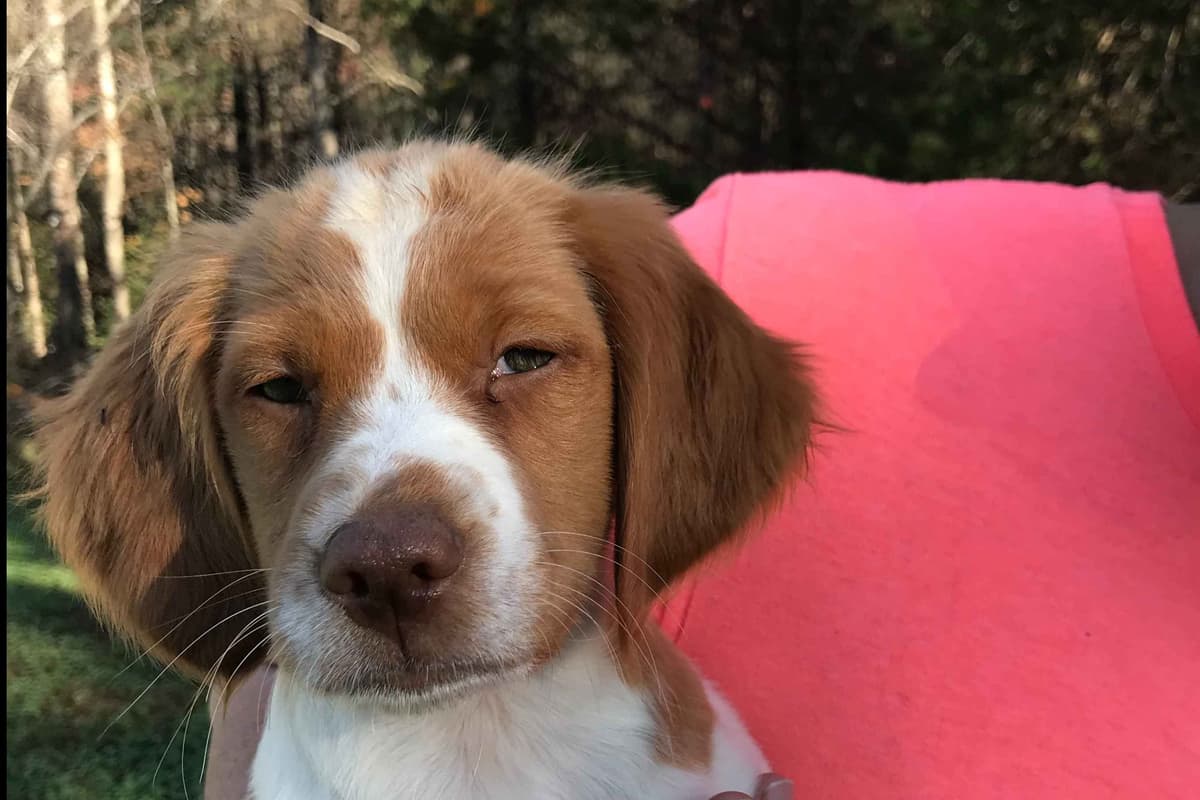 Brittany Puppies breeder image 1