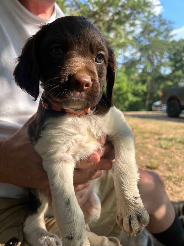 Brittany Puppies media 2