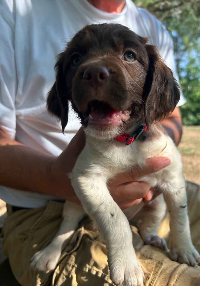 Brittany Puppies media 3