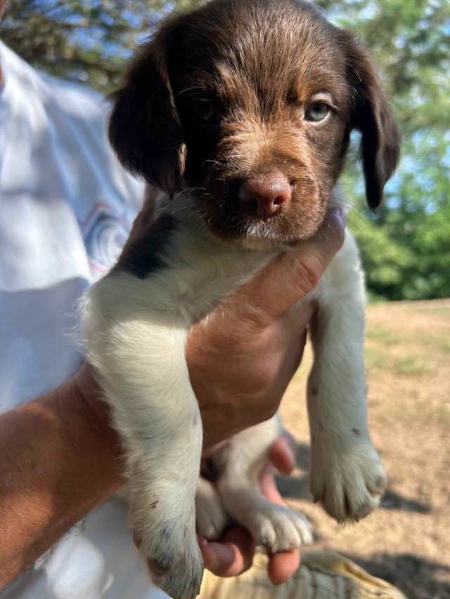 Brittany Puppies media 4