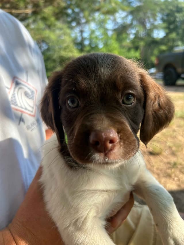Brittany Puppies media 5