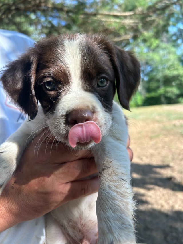 Brittany Puppies media 7