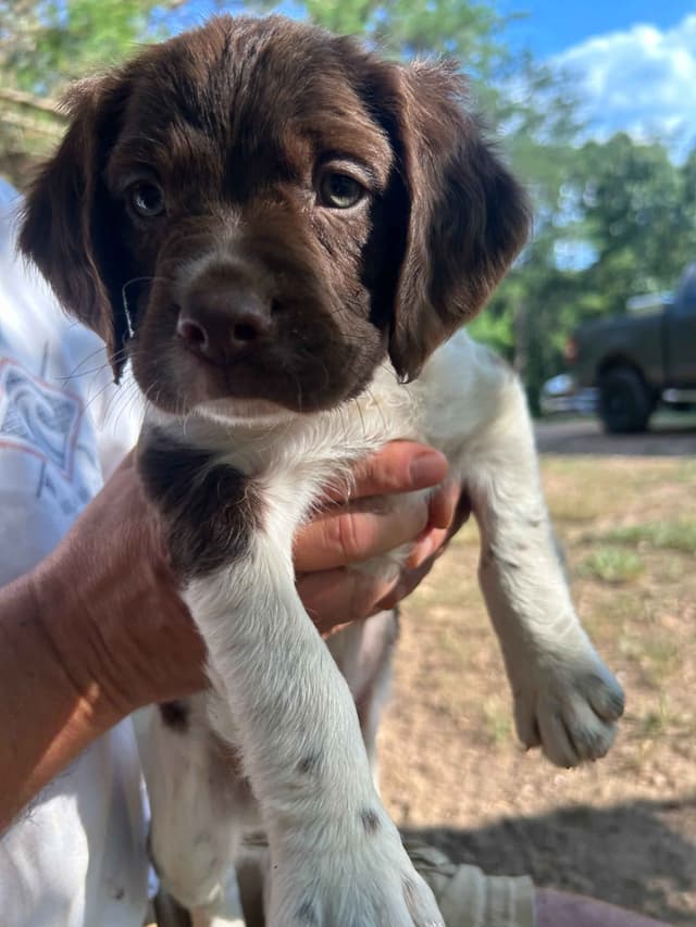 Brittany Puppies media 8