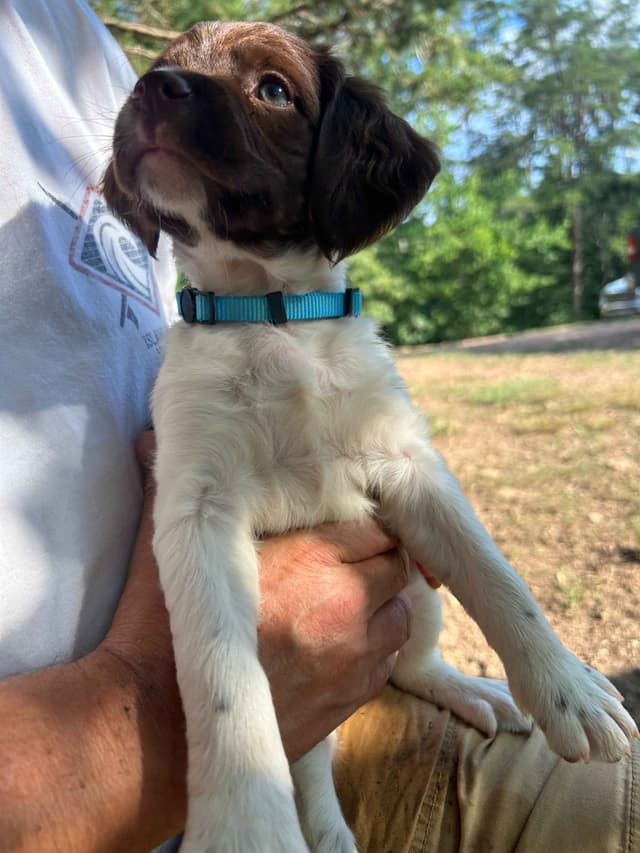 Brittany Puppies media 9