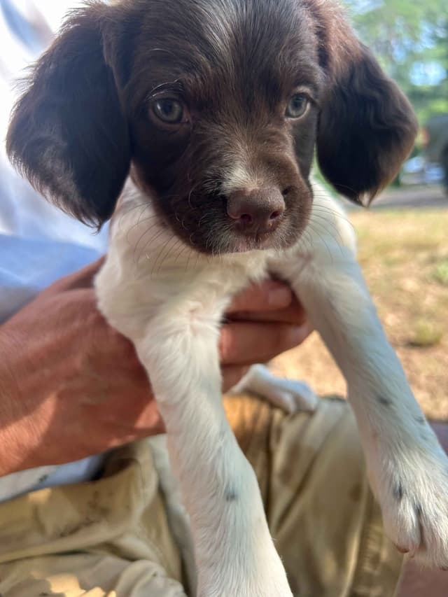 Brittany Puppies media 10