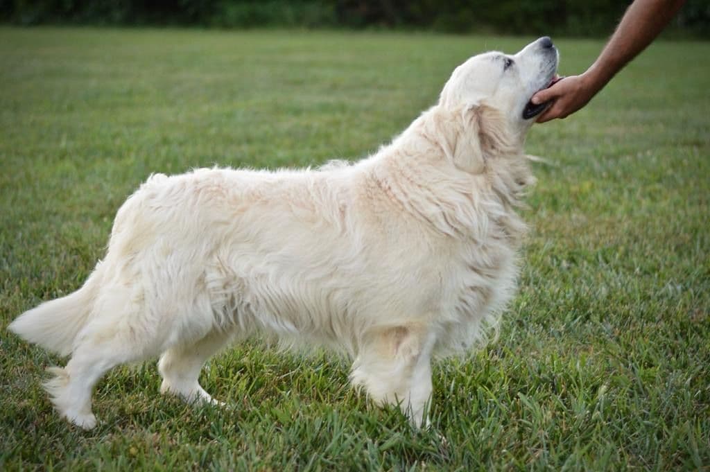 Golden Retriever Puppies breeder image 1