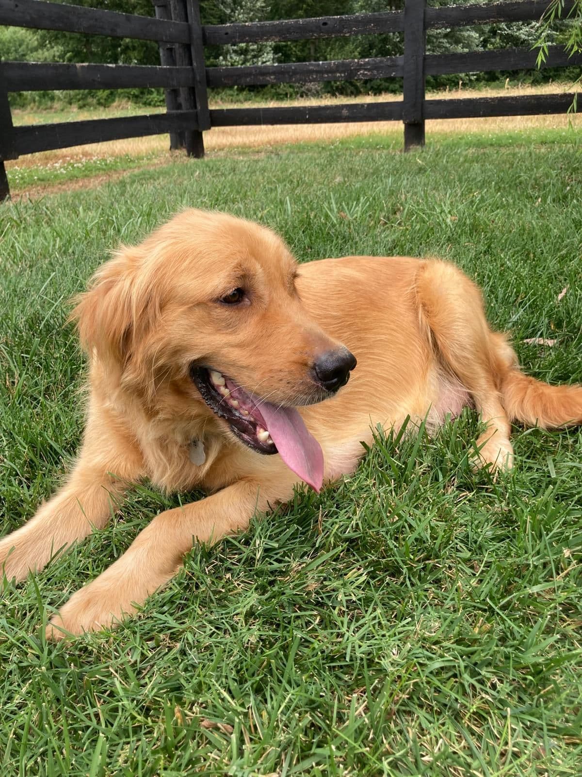 Golden Retriever Puppies breeder image 2