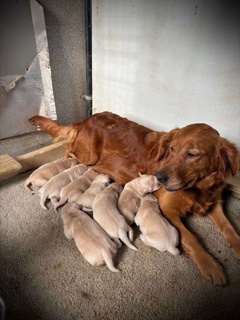 Golden Retriever Puppies breeder image 3