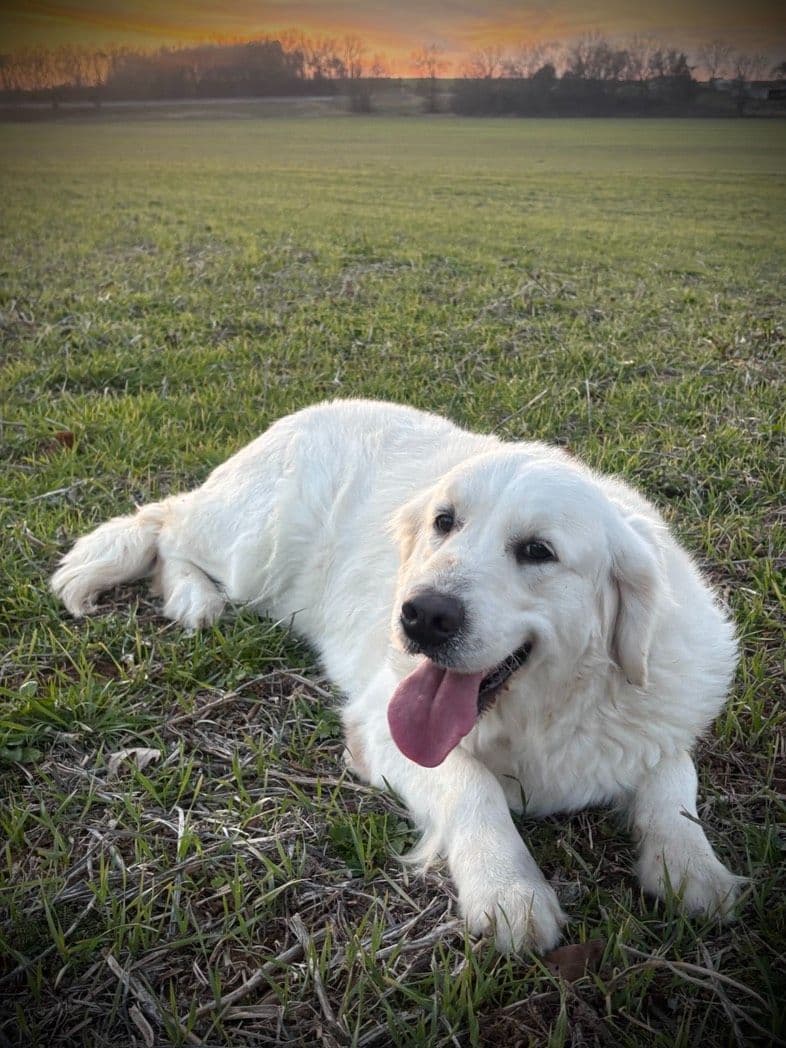 Golden Retriever Puppies breeder image 4