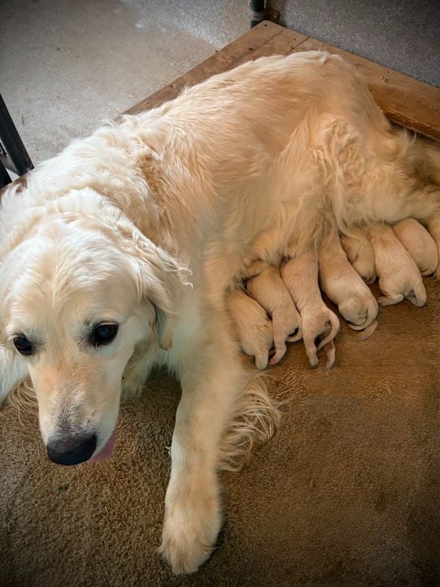Golden Retriever Puppies media 13