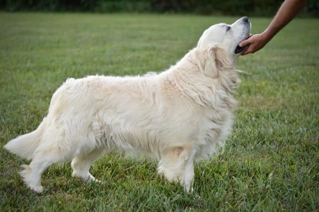 Golden Retriever Puppies media 15