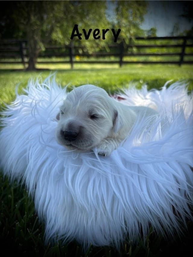 Golden Retriever Puppies media 11