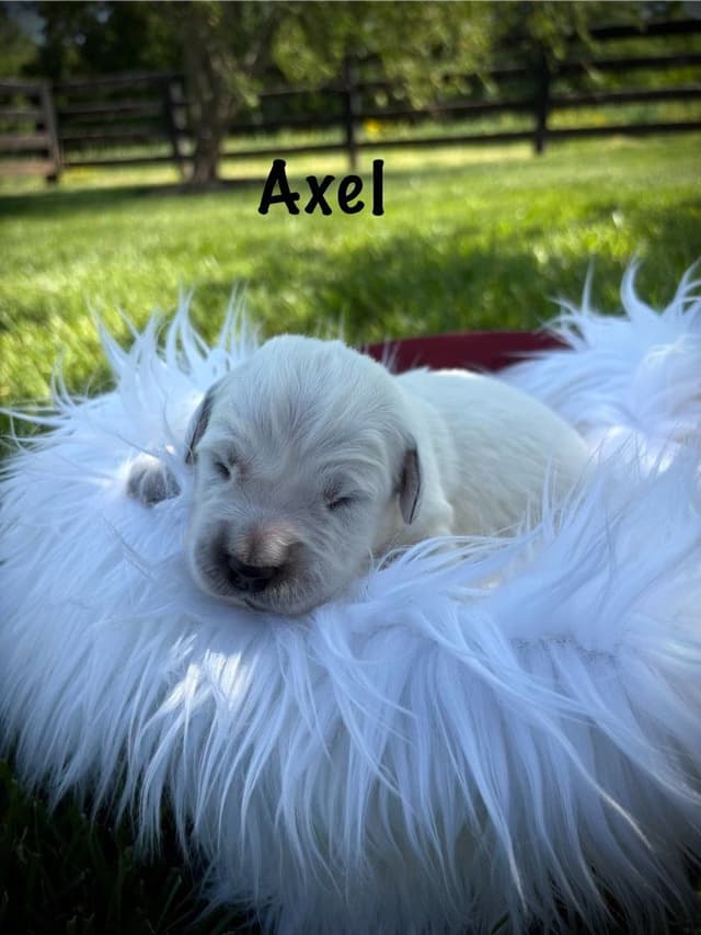 Golden Retriever Puppies media 12