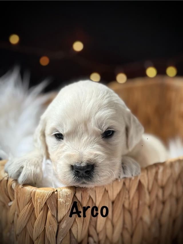 Golden Retriever Puppies media 5