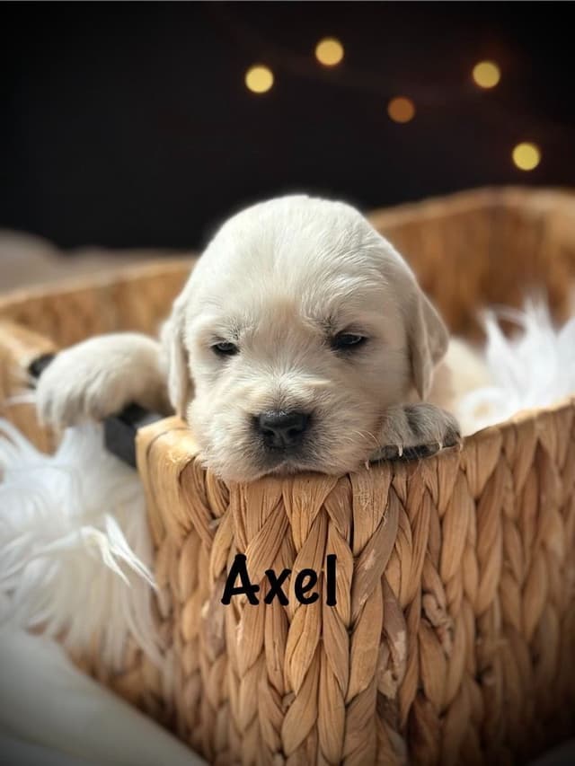 Golden Retriever Puppies media 6