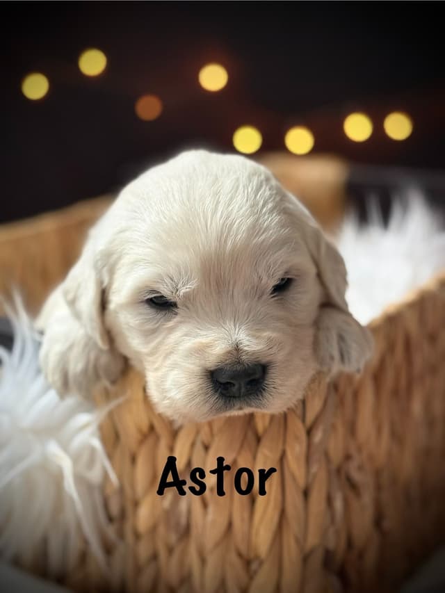 Golden Retriever Puppies media 7
