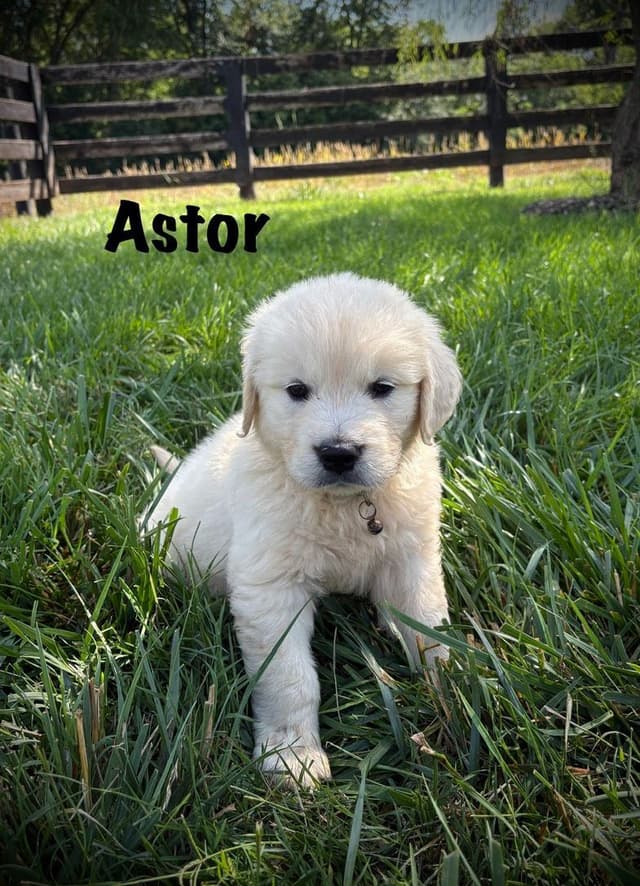 Golden Retriever Puppies media 3