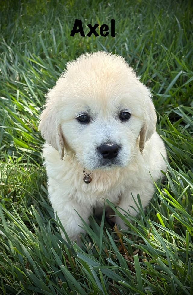 Golden Retriever Puppies media 2