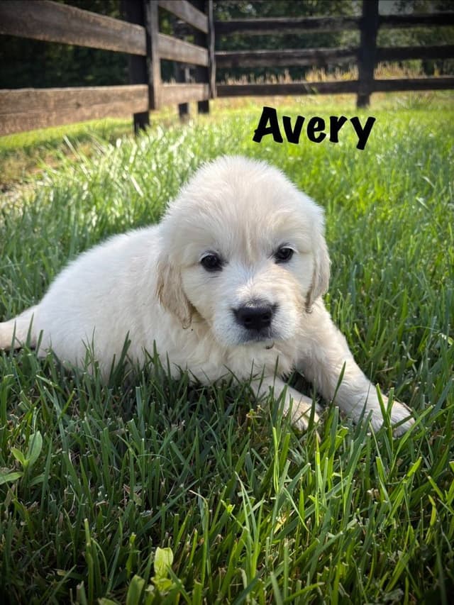 Golden Retriever Puppies media 4
