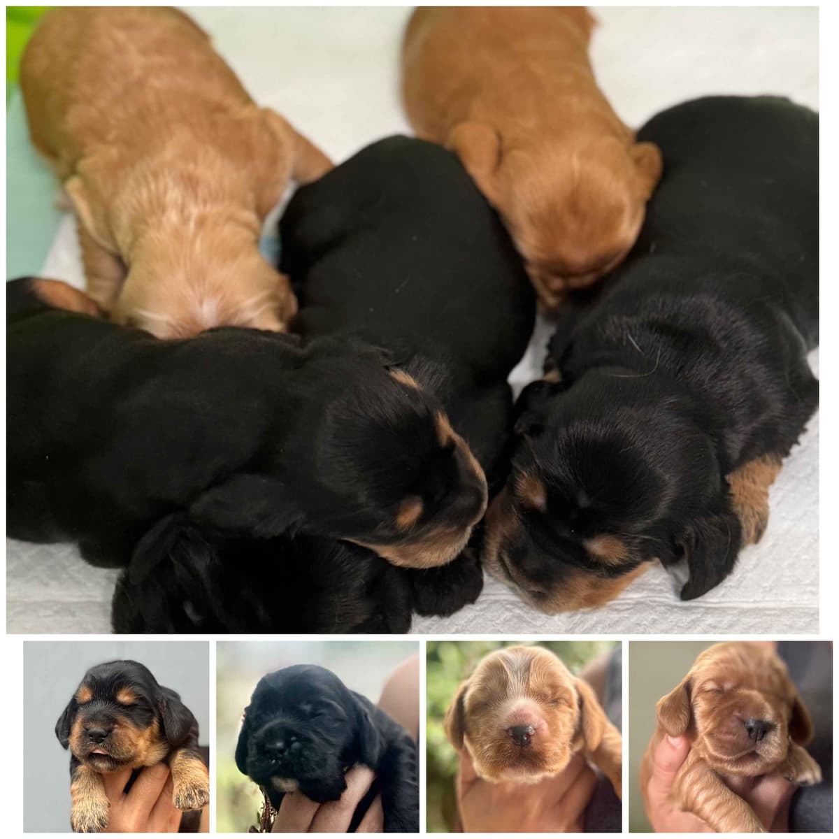 English Cocker Spaniel Puppies breeder image 1
