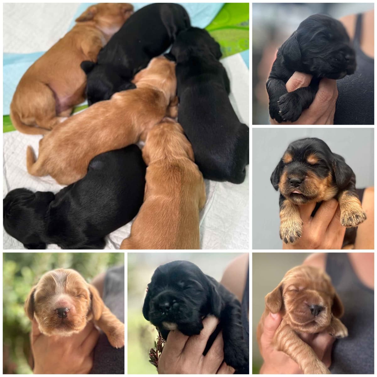 English Cocker Spaniel Puppies breeder image 2