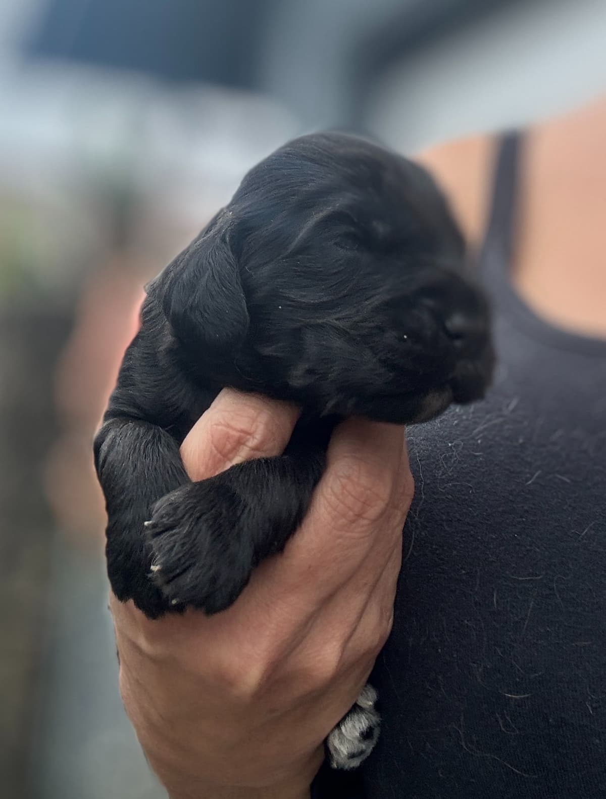 English Cocker Spaniel Puppies breeder image 3