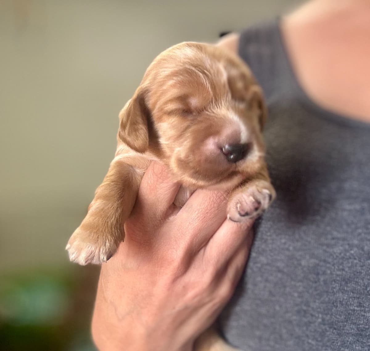 English Cocker Spaniel Puppies breeder image 4