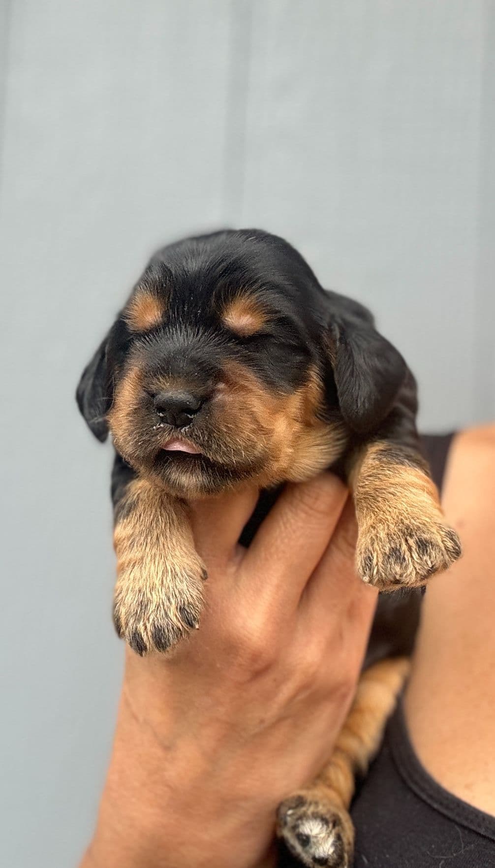 English Cocker Spaniel Puppies breeder image 5
